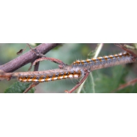 Oak Eggar Moth Lasiocampa quercus 10 larvae